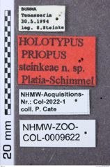 Etikett zu Metriaulacus formosanus (Miwa, 1927)